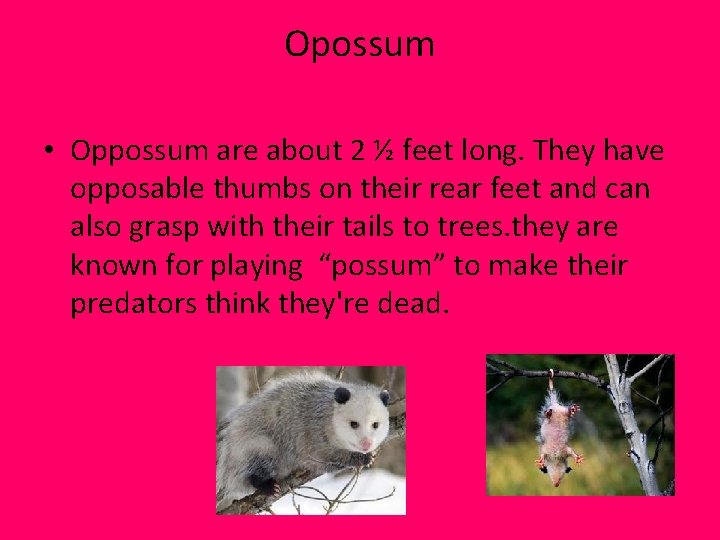 Opossum • Oppossum are about 2 ½ feet long. They have opposable thumbs on Opossum • Oppossum are about 2 ½ feet long. They have opposable thumbs on