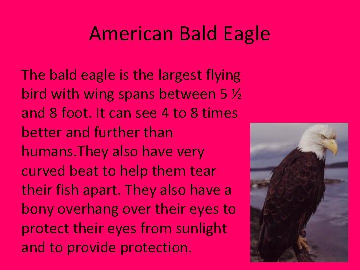 American Bald Eagle The bald eagle is the largest flying bird with wing spans American Bald Eagle The bald eagle is the largest flying bird with wing spans