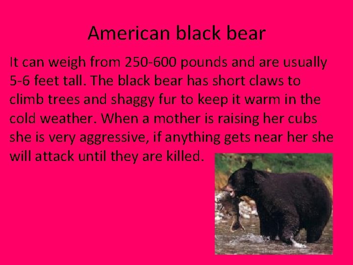 American black bear It can weigh from 250 -600 pounds and are usually 5 American black bear It can weigh from 250 -600 pounds and are usually 5