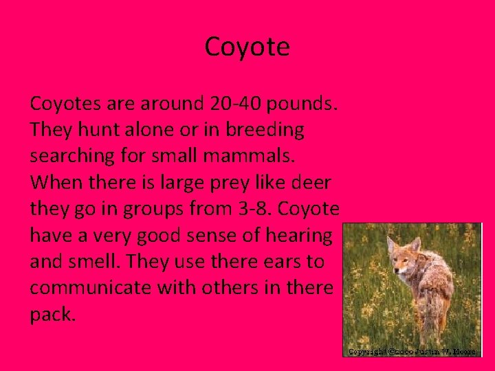 Coyotes are around 20 -40 pounds. They hunt alone or in breeding searching for Coyotes are around 20 -40 pounds. They hunt alone or in breeding searching for