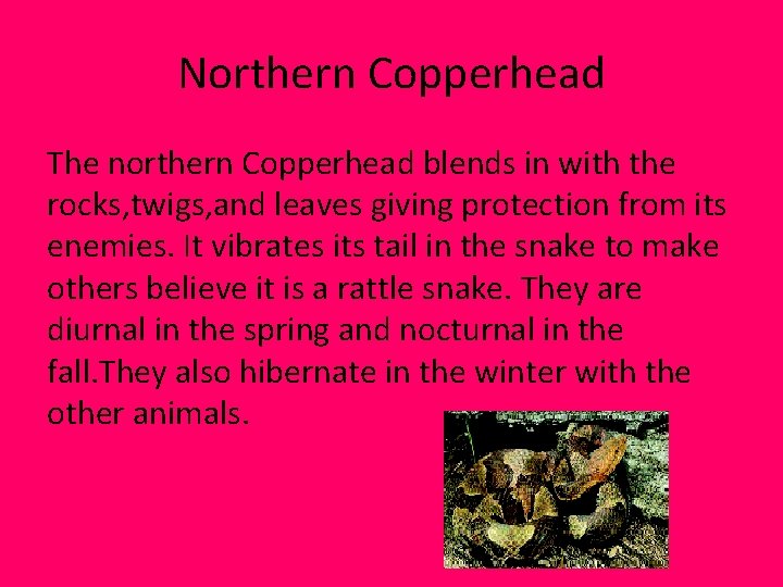 Northern Copperhead The northern Copperhead blends in with the rocks, twigs, and leaves giving Northern Copperhead The northern Copperhead blends in with the rocks, twigs, and leaves giving