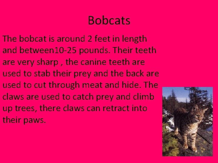 Bobcats The bobcat is around 2 feet in length and between 10 -25 pounds. Bobcats The bobcat is around 2 feet in length and between 10 -25 pounds.