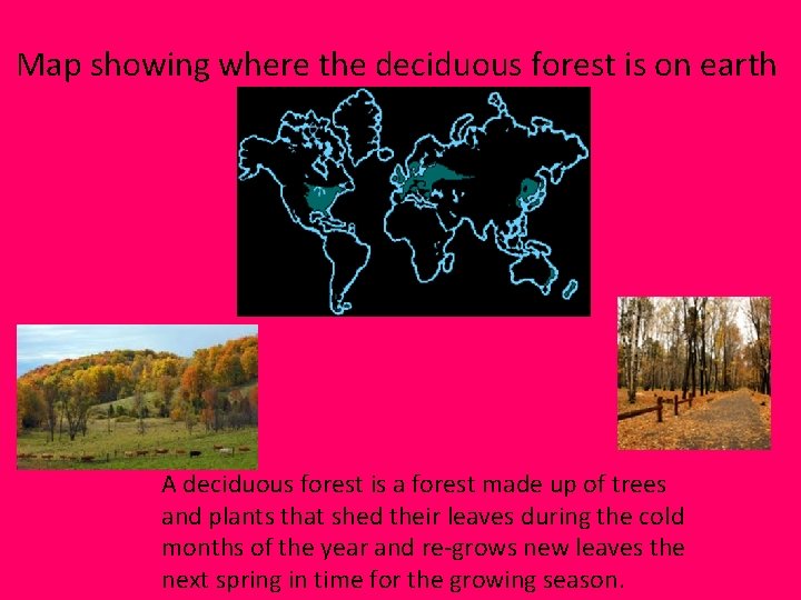 Map showing where the deciduous forest is on earth A deciduous forest is a Map showing where the deciduous forest is on earth A deciduous forest is a