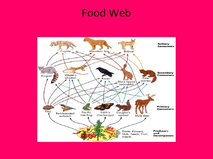 Food Web Food Web