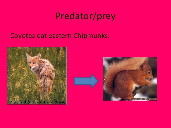Predator/prey Coyotes eat eastern Chipmunks. Predator/prey Coyotes eat eastern Chipmunks.