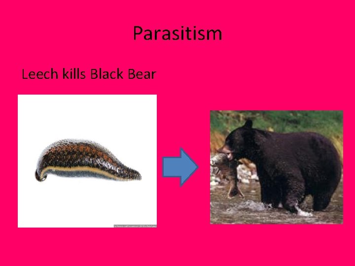 Parasitism Leech kills Black Bear Parasitism Leech kills Black Bear