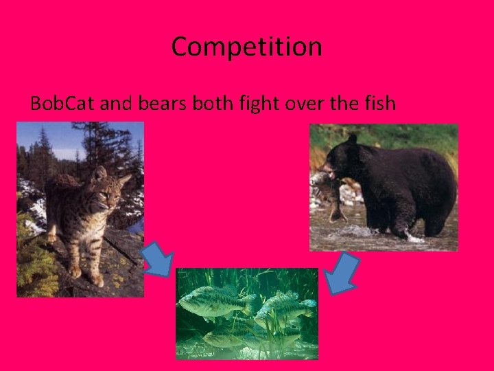 Competition Bob. Cat and bears both fight over the fish Competition Bob. Cat and bears both fight over the fish