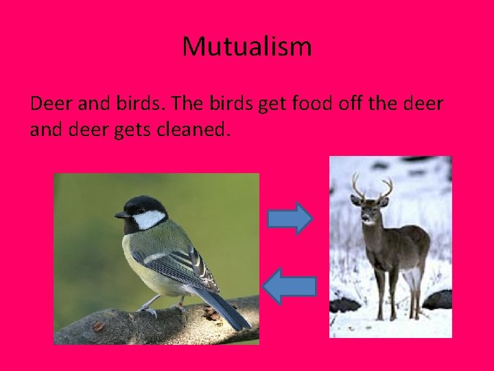 Mutualism Deer and birds. The birds get food off the deer and deer gets Mutualism Deer and birds. The birds get food off the deer and deer gets