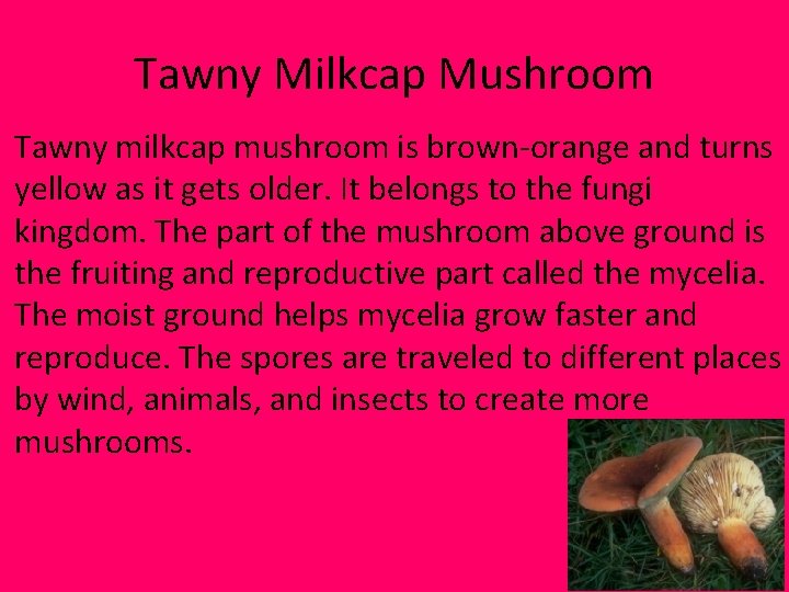 Tawny Milkcap Mushroom Tawny milkcap mushroom is brown-orange and turns yellow as it gets Tawny Milkcap Mushroom Tawny milkcap mushroom is brown-orange and turns yellow as it gets