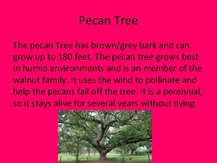 Pecan Tree The pecan Tree has brown/grey bark and can grow up to 180 Pecan Tree The pecan Tree has brown/grey bark and can grow up to 180