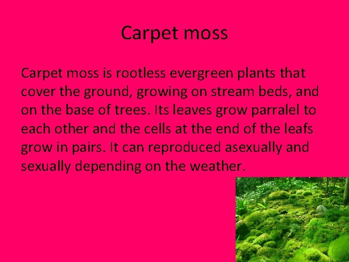Carpet moss is rootless evergreen plants that cover the ground, growing on stream beds, Carpet moss is rootless evergreen plants that cover the ground, growing on stream beds,