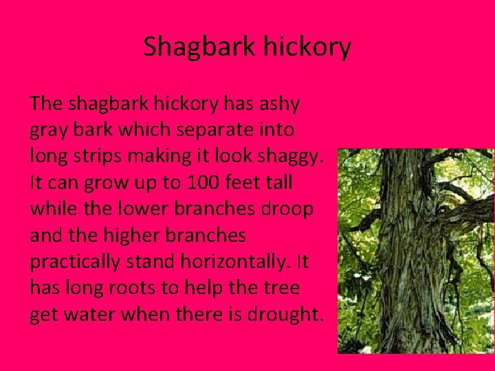 Shagbark hickory The shagbark hickory has ashy gray bark which separate into long strips Shagbark hickory The shagbark hickory has ashy gray bark which separate into long strips