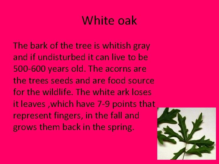 White oak The bark of the tree is whitish gray and if undisturbed it White oak The bark of the tree is whitish gray and if undisturbed it