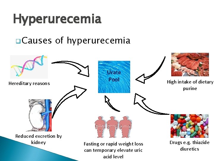 Hyperurecemia q Causes of hyperurecemia Hereditary reasons Reduced excretion by kidney Urate Pool Fasting