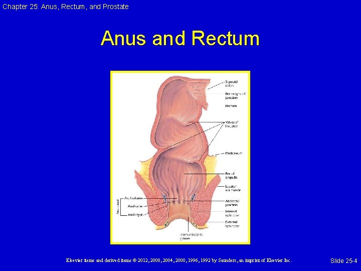 Chapter 25: Anus, Rectum, and Prostate Anus and Rectum Elsevier items and derived items Chapter 25: Anus, Rectum, and Prostate Anus and Rectum Elsevier items and derived items