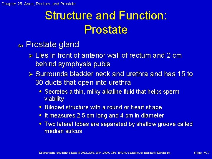 Chapter 25: Anus, Rectum, and Prostate Structure and Function: Prostate gland Lies in front Chapter 25: Anus, Rectum, and Prostate Structure and Function: Prostate gland Lies in front