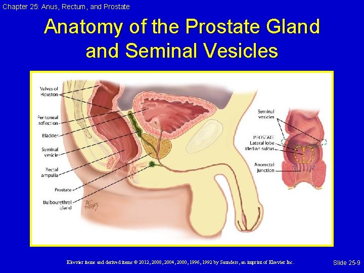 Chapter 25: Anus, Rectum, and Prostate Anatomy of the Prostate Gland Seminal Vesicles Elsevier Chapter 25: Anus, Rectum, and Prostate Anatomy of the Prostate Gland Seminal Vesicles Elsevier