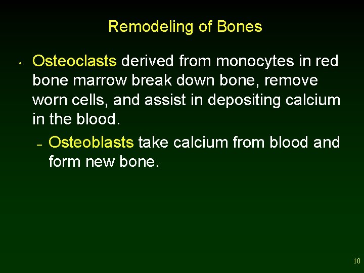 Remodeling of Bones • Osteoclasts derived from monocytes in red bone marrow break down