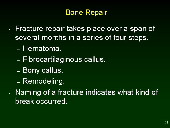 Bone Repair • • Fracture repair takes place over a span of several months