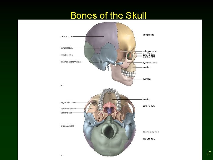 Bones of the Skull 17 