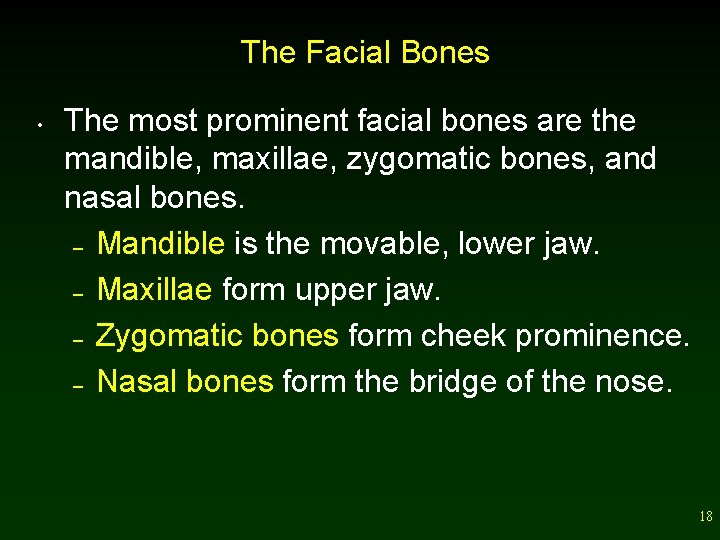 The Facial Bones • The most prominent facial bones are the mandible, maxillae, zygomatic