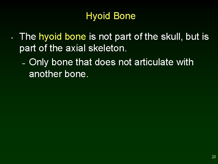 Hyoid Bone • The hyoid bone is not part of the skull, but is