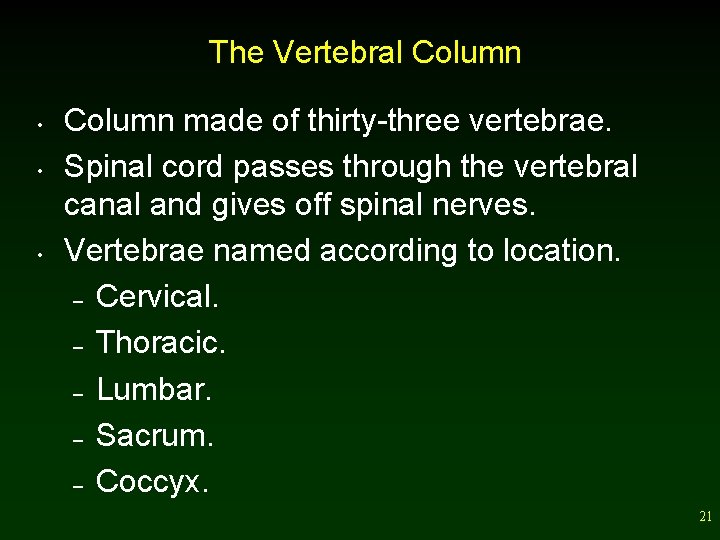 The Vertebral Column • • • Column made of thirty-three vertebrae. Spinal cord passes