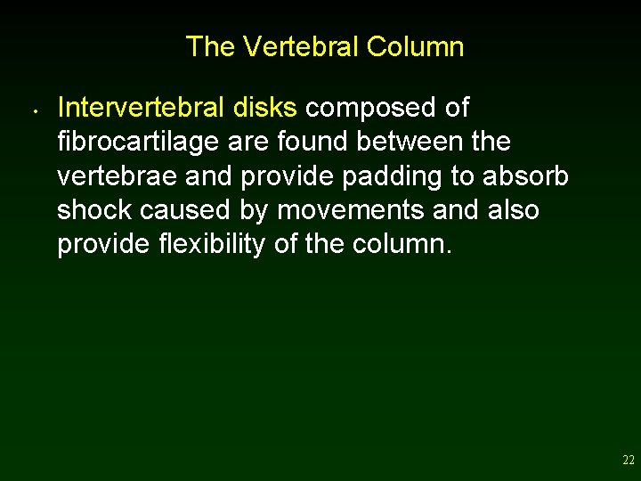 The Vertebral Column • Intervertebral disks composed of fibrocartilage are found between the vertebrae