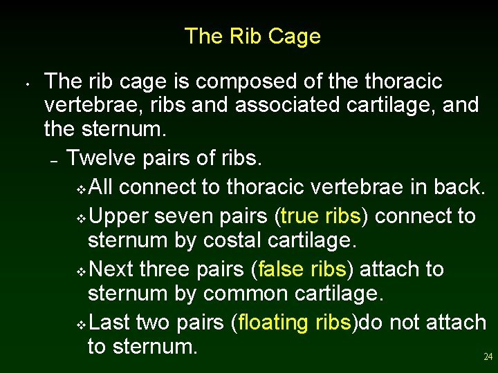 The Rib Cage • The rib cage is composed of the thoracic vertebrae, ribs