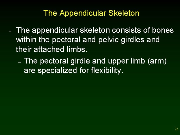 The Appendicular Skeleton • The appendicular skeleton consists of bones within the pectoral and