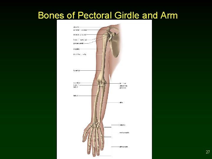 Bones of Pectoral Girdle and Arm 27 