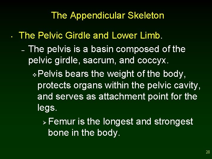 The Appendicular Skeleton • The Pelvic Girdle and Lower Limb. – The pelvis is