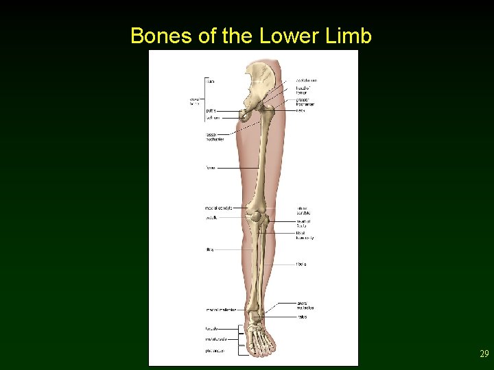 Bones of the Lower Limb 29 