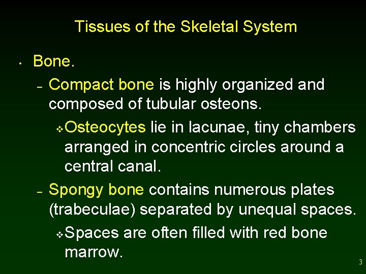 Tissues of the Skeletal System • Bone. – Compact bone is highly organized and