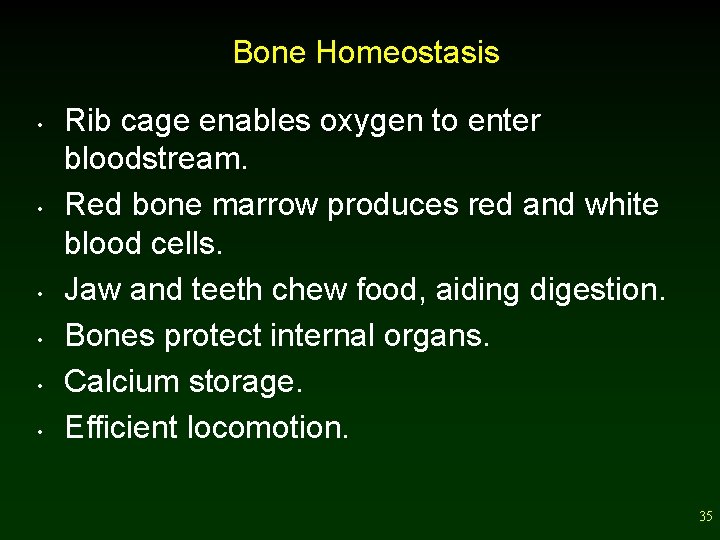 Bone Homeostasis • • • Rib cage enables oxygen to enter bloodstream. Red bone