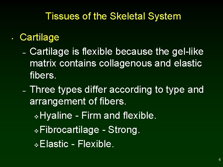 Tissues of the Skeletal System • Cartilage – Cartilage is flexible because the gel-like