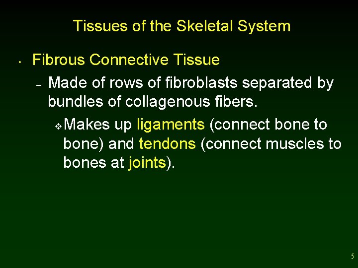 Tissues of the Skeletal System • Fibrous Connective Tissue – Made of rows of