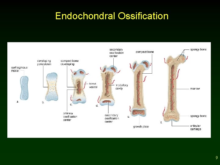 Endochondral Ossification 9 