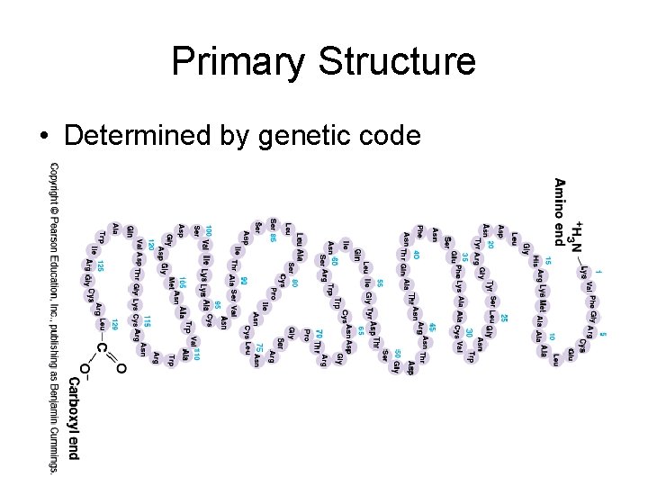 Primary Structure • Determined by genetic code 
