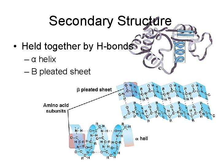 Secondary Structure • Held together by H-bonds – α helix – Β pleated sheet