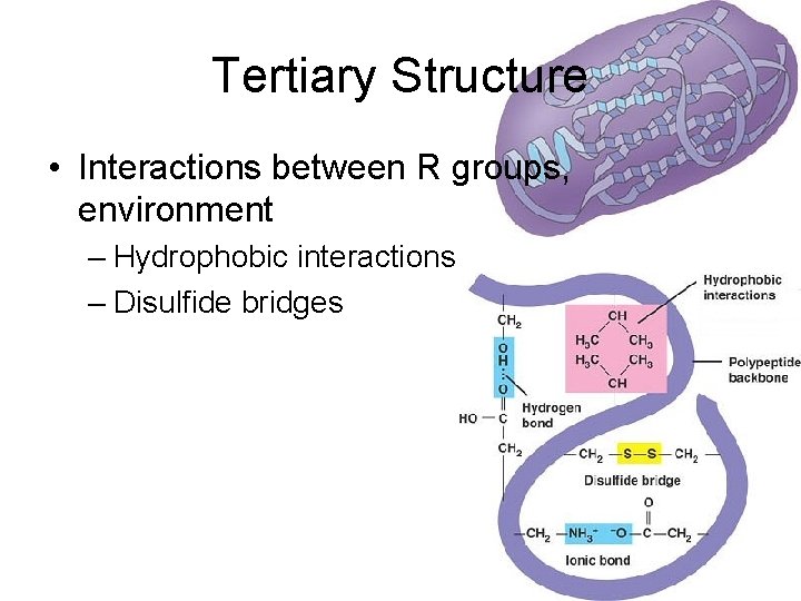 Tertiary Structure • Interactions between R groups, environment – Hydrophobic interactions – Disulfide bridges
