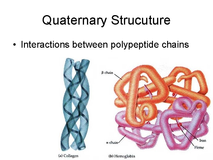 Quaternary Strucuture • Interactions between polypeptide chains 