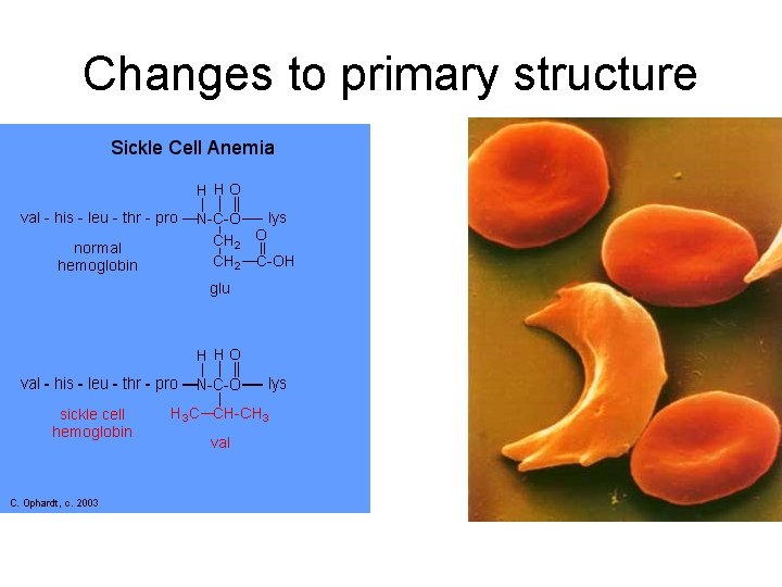 Changes to primary structure 