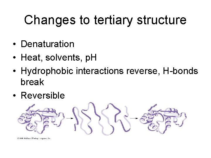 Changes to tertiary structure • Denaturation • Heat, solvents, p. H • Hydrophobic interactions