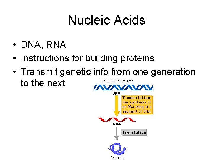 Nucleic Acids • DNA, RNA • Instructions for building proteins • Transmit genetic info