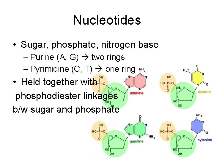 Nucleotides • Sugar, phosphate, nitrogen base – Purine (A, G) two rings – Pyrimidine