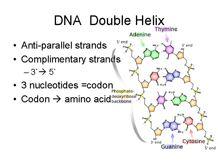 DNA Double Helix • Anti-parallel strands • Complimentary strands – 3` 5` • 3