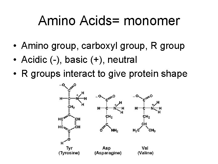 Amino Acids= monomer • Amino group, carboxyl group, R group • Acidic (-), basic