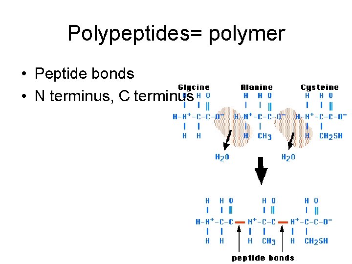 Polypeptides= polymer • Peptide bonds • N terminus, C terminus 