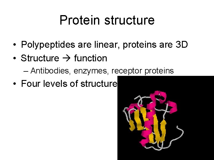 Protein structure • Polypeptides are linear, proteins are 3 D • Structure function –